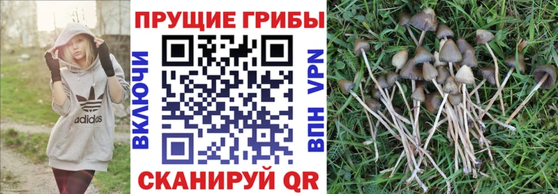 Псилоцибиновые грибы Psilocybine cubensis  Купить  Конаково 